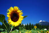 th_sunflowergif1
